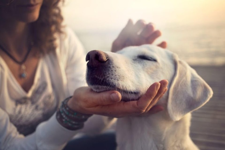 animal-reiki-courses-960×640